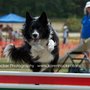 Photo of Tail Waggin' Dog Training