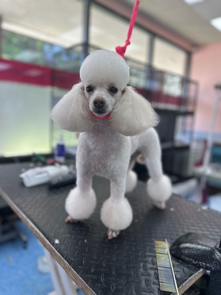 BEST FRIENDS GROOMING SALON Updated September 2024 104 Photos & 154