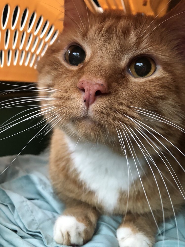 ANIMAL EYE CARE CLINIC Updated August 2024 1729 S Lumpkin St