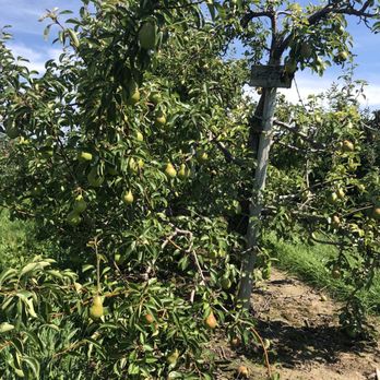 Great Lakes Farms - an apple tree in the orchard - Fruits & Veggies Near Me - Port Stanley, Ontario Great Lakes Farms - an apple tree in the orchard - Fruits & Veggies Near Me - Port Stanley, Ontario