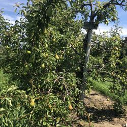 Great Lakes Farms