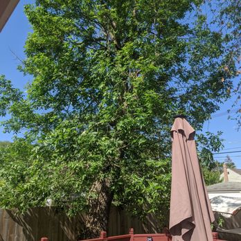 Discount Professional Tree Removal - This is the after pic. It looks so much better!! - Tree Services Near Me - Chicago, Illinois