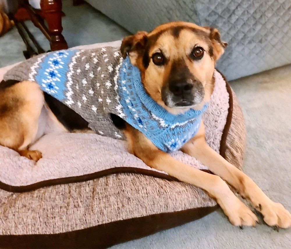 Reigning Cats & Dogs Image