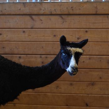 Alpine Acres Sanctuary Farm - sherman the blind alpaca - such a cute! - Ranches Near Me - Alpine, California Alpine Acres Sanctuary Farm - sherman the blind alpaca - such a cute! - Ranches Near Me - Alpine, California
