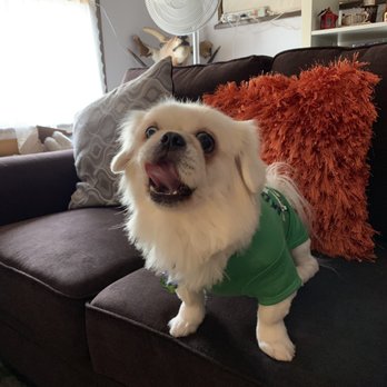 Puppy Salon - Pekingese - Pet Groomers Near Me - Whittier, California Puppy Salon - Pekingese - Pet Groomers Near Me - Whittier, California