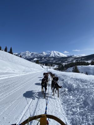 Jackson Hole Iditarod Sled Dog Tours by null