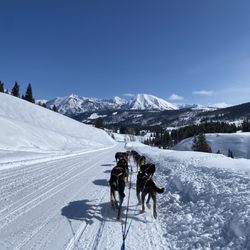 Jackson Hole Iditarod Sled Dog Tours