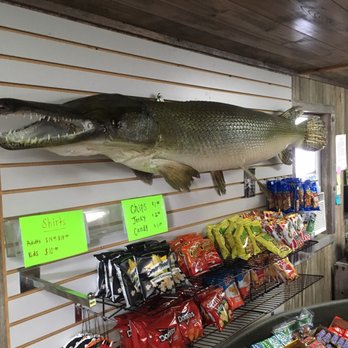 Ultimate Swamp Adventures - Tours Near Me - Westwego, Louisiana Ultimate Swamp Adventures - Tours Near Me - Westwego, Louisiana