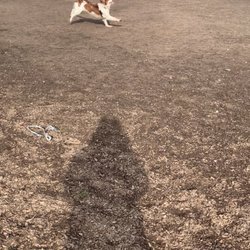 A Place to Play Community Dog Park