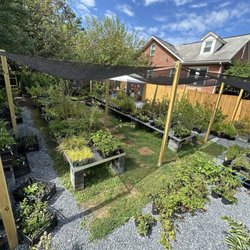 Swamp Rose Co-op