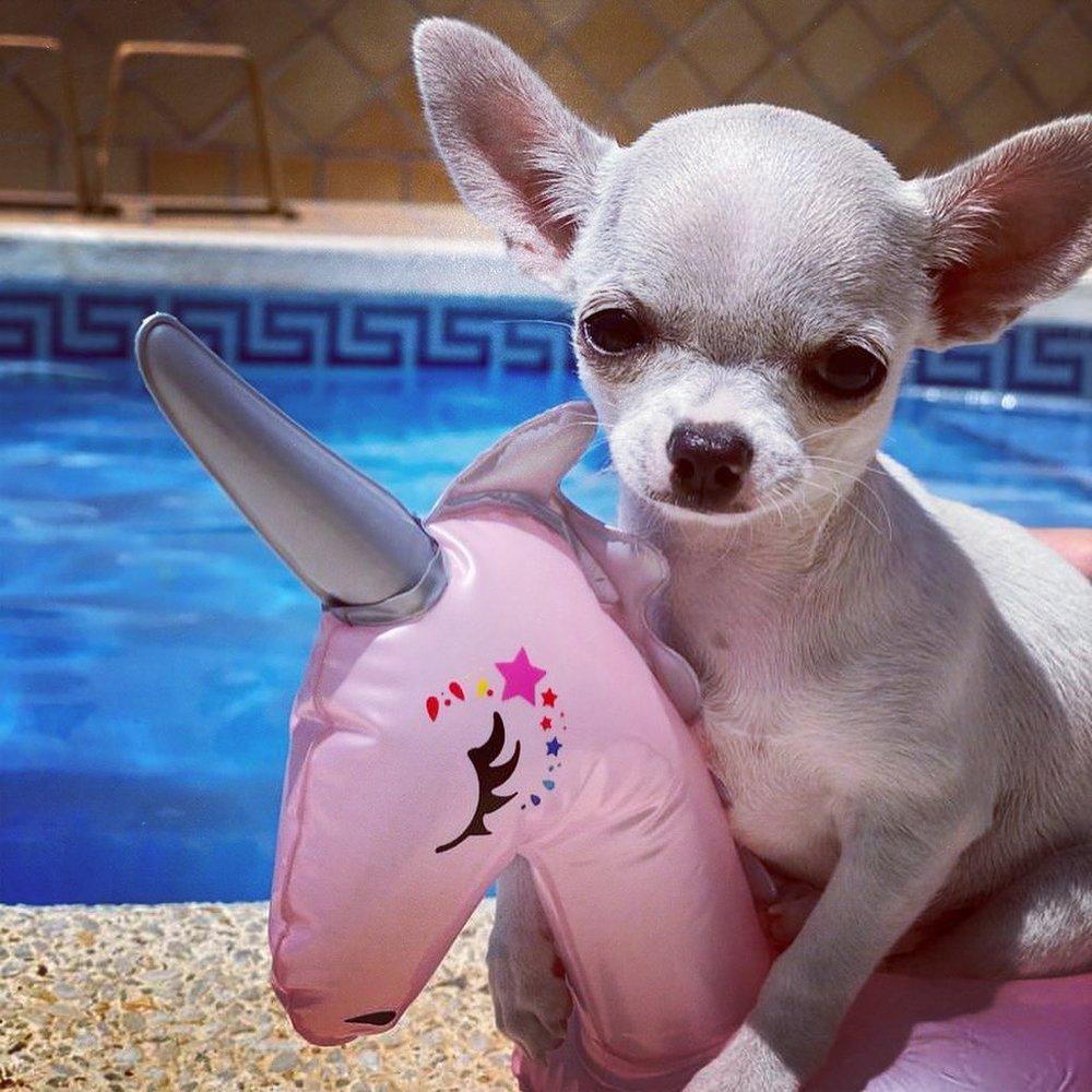 TEACUP CHIHUAHUA Updated September 2024 Easton, Pennsylvania Pet