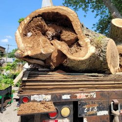 Cesar's Tree Service - This what was left of what we thought was a good tree.