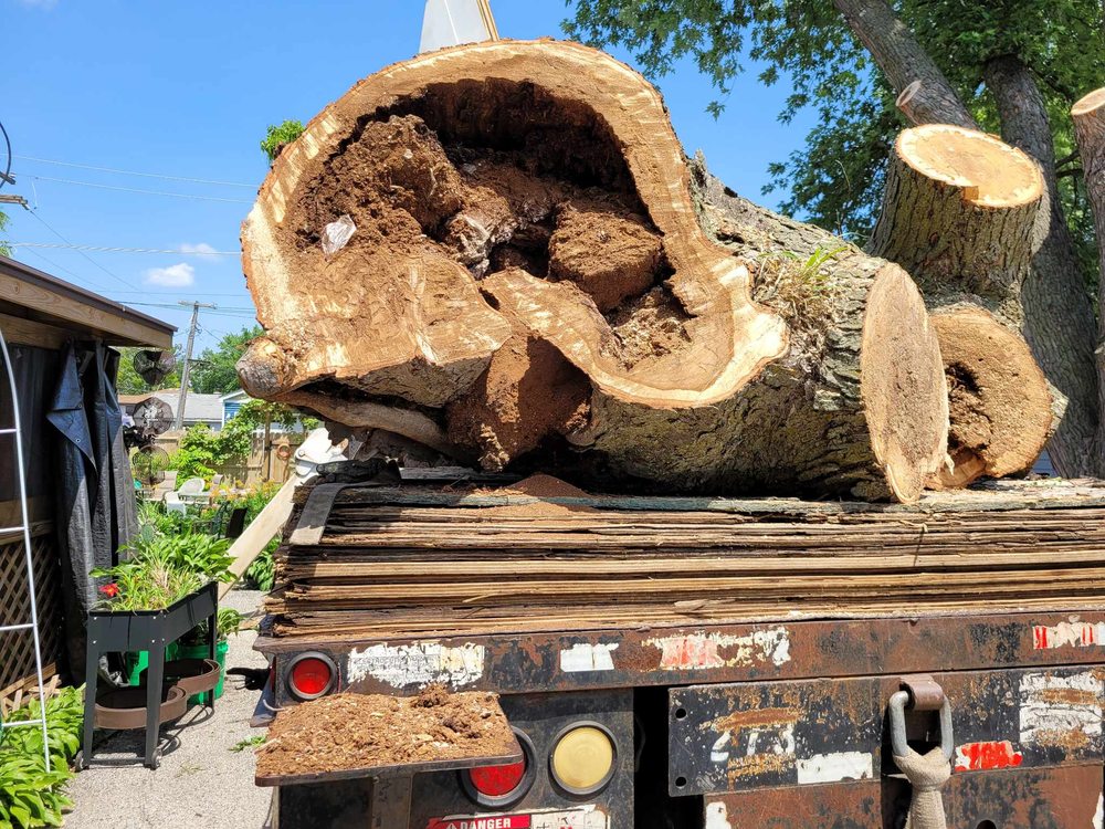 CESAR’S TREE SERVICE - Updated February 2026 - 26 Photos & 14 Reviews ...