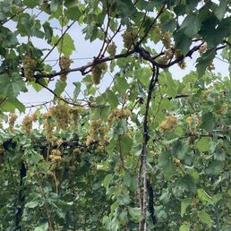 Grapes growing Grapes growing