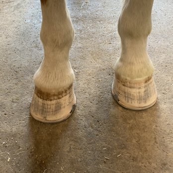 Robert Favicchia - Farriers Near Me Robert Favicchia - Farriers Near Me