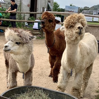 Island Alpaca - Adorable!!! - Knitting Supplies Near Me - Oak Bluffs, Massachusetts