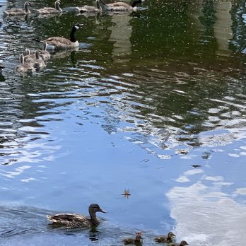 Travis AFB Duck Pond - Babies - Parks Near Me - Fairfield, California