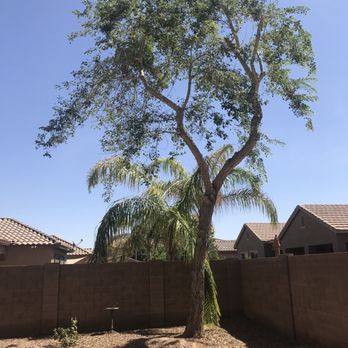 ArborCraft Tree Service - Back tree after - Tree Services Near Me - Phoenix, Arizona