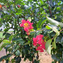 Advanced Nursery Growers - Red crape myrtle