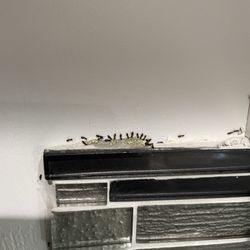 Tony Rubia's Pest Control