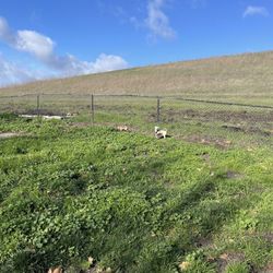 Dougherty Hills Dog Park - Small dog area