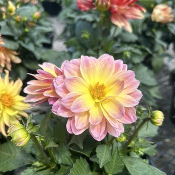 Farms View Roadstand - Lots of beautiful flowers for sale - Farmers Market Near Me - Wayne, New Jersey