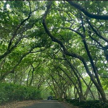 Road to Hana - Tours Near Me - Kihei, Hawaii Road to Hana - Tours Near Me - Kihei, Hawaii
