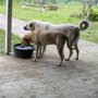 Photo of Doggie Du-Rite
