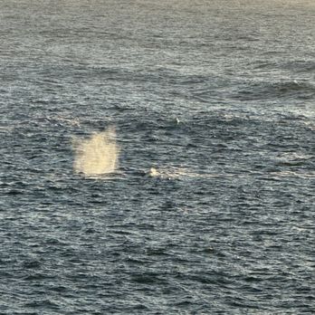 Tidal Raves - Whale spouting - New American Near Me - Depoe Bay, Oregon Tidal Raves - Whale spouting - New American Near Me - Depoe Bay, Oregon