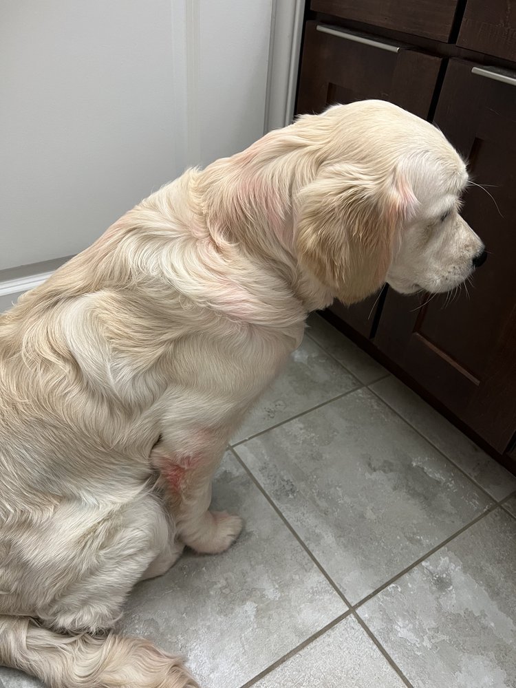 DOGTOPIA OF UTICA Updated July 2024 40 Photos & 29 Reviews 45509