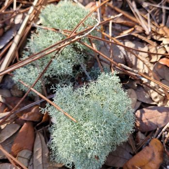 Lake Louisa State Park - Deer moss we saw along the trail - Parks Near Me - Clermont, Florida
