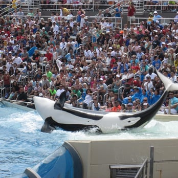 Shamu Show: Believe - Arts & Entertainment Near Me - San Diego, California Shamu Show: Believe - Arts & Entertainment Near Me - San Diego, California
