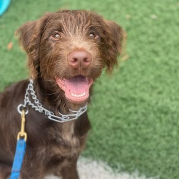 Unleash Fido - Pet Training Near Me - Jacksonville, Florida Unleash Fido - Pet Training Near Me - Jacksonville, Florida