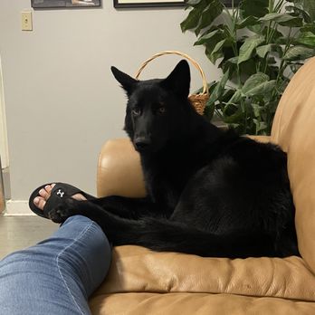 Dogfeathers - Kona just keeping my feet warm making herself at home on the couch - Pet Stores Near Me - Avondale Estates, Georgia Dogfeathers - Kona just keeping my feet warm making herself at home on the couch - Pet Stores Near Me - Avondale Estates, Georgia