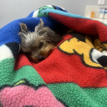 AM PM Ideal Pet Care - Lil mamas did not feel well - Veterinarians Near Me - Norwalk, California