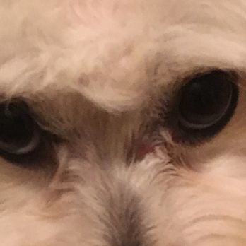 PetSmart - You can see on her left eye where it is dry blood and there some kind of ointment over it - Pet Stores Near Me - Richmond, Texas