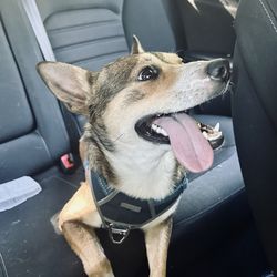 New River Veterinary Specialists - A happy, healthy pup.