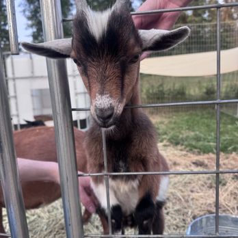 Goats of Glacier - Baby goat - Petting Zoos Near Me - Coram, Montana Goats of Glacier - Baby goat - Petting Zoos Near Me - Coram, Montana