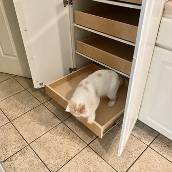 Skyz The Limit Creationz - Cat approves. - Cabinetry Near Me - Ocala, Florida