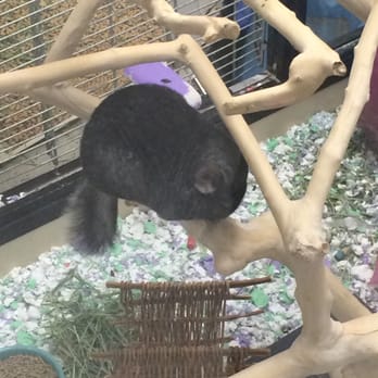 PetSmart - This chinchilla is just chillin - Pet Stores Near Me - Westlake Village, California PetSmart - This chinchilla is just chillin - Pet Stores Near Me - Westlake Village, California