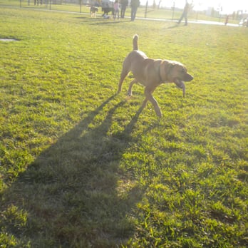 Morse Community Park - My dog Sophie at park - Parks Near Me - Elk Grove, California Morse Community Park - My dog Sophie at park - Parks Near Me - Elk Grove, California