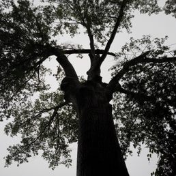 the top of a tree