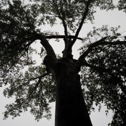 Elite Tree Service