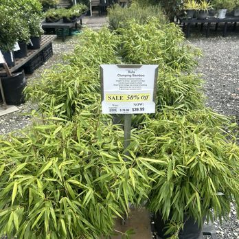 Mostardi Nursery - clumping bamboo!!! - Nurseries & Gardening Near Me - Newtown Square, Pennsylvania Mostardi Nursery - clumping bamboo!!! - Nurseries & Gardening Near Me - Newtown Square, Pennsylvania