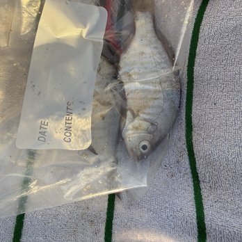Bolsa Chica State Beach Campground - Sand perch - catch from fishing - Campgrounds Near Me - Huntington Beach, California Bolsa Chica State Beach Campground - Sand perch - catch from fishing - Campgrounds Near Me - Huntington Beach, California
