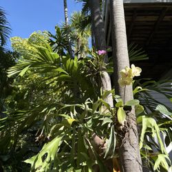 So many green plants and beautiful flowers!