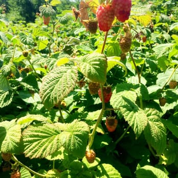 Doe Orchards - A few raspberries - Pick Your Own Farms Near Me - Harvard, Massachusetts