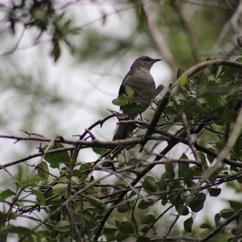 Plantation Preserve Linear Trail - Parks Near Me - Plantation, Florida