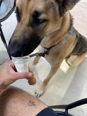 Dunkin Donuts by null