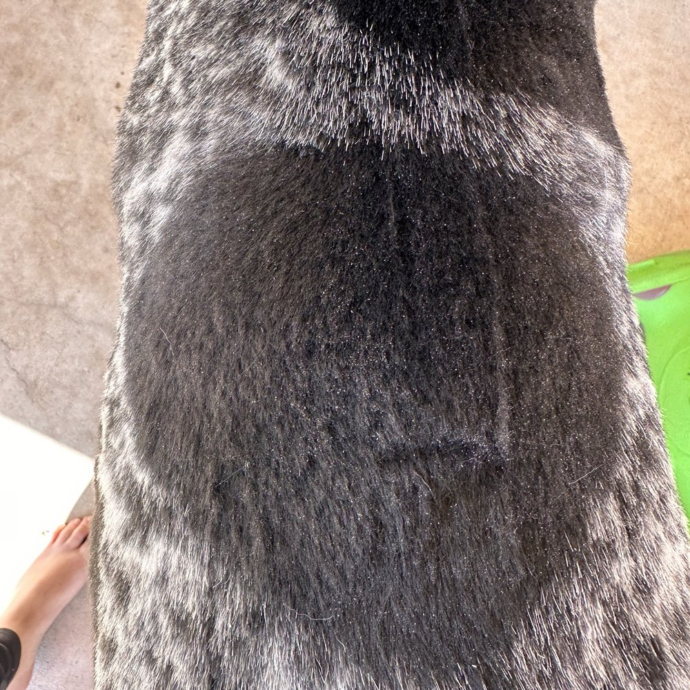 Cookies N Clean - Pet Groomers Near Me - Phoenix, Arizona Cookies N Clean - Pet Groomers Near Me - Phoenix, Arizona